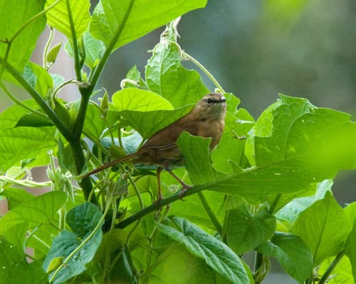 Cinnamon Bracken-Warbler