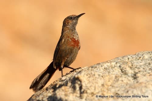 Cinnamon-breasted Warbler
