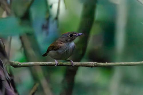 Cinnamon-crested Spadebill
