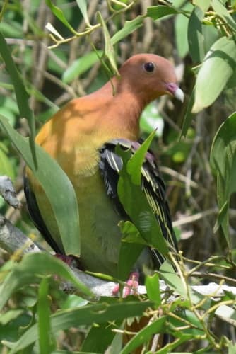 Cinnamon-headed Green-Pigeon