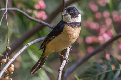Cinnamon-rumped Seedeater