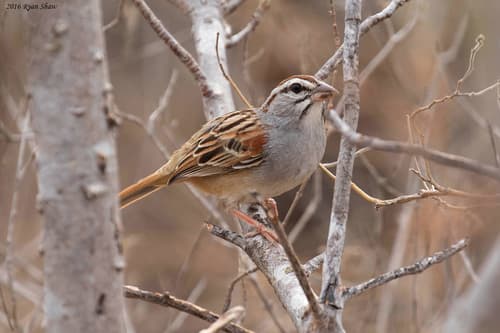 Cinnamon-tailed Sparrow