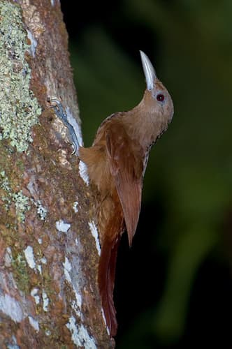 Cinnamon-throated Woodcreeper