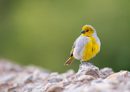 Citron-headed Yellow-Finch