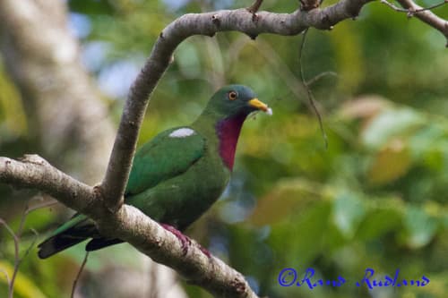 Claret-breasted Fruit-Dove