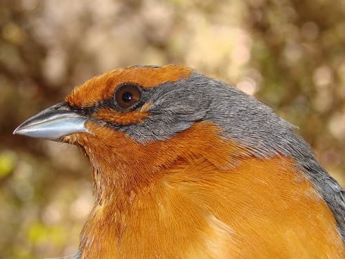 Cochabamba Mountain-Finch