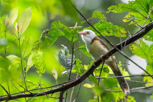 Collared Babbler