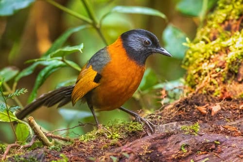 Collared Laughingthrush