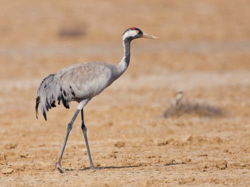 Common Crane