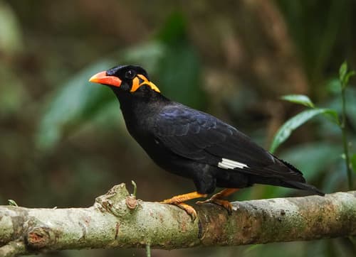 Common Hill Myna