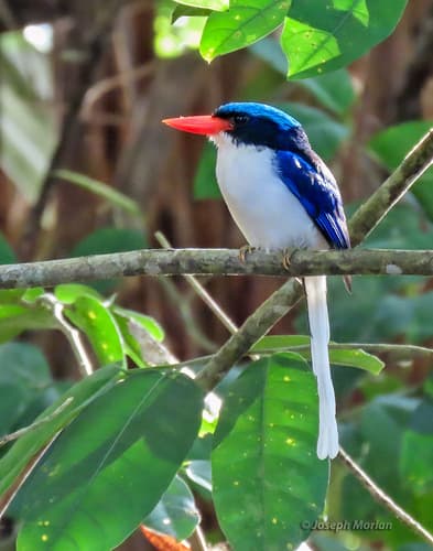 Common Paradise-Kingfisher