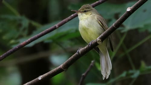 Cook Islands Reed Warbler