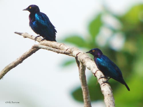 Copper-tailed Starling
