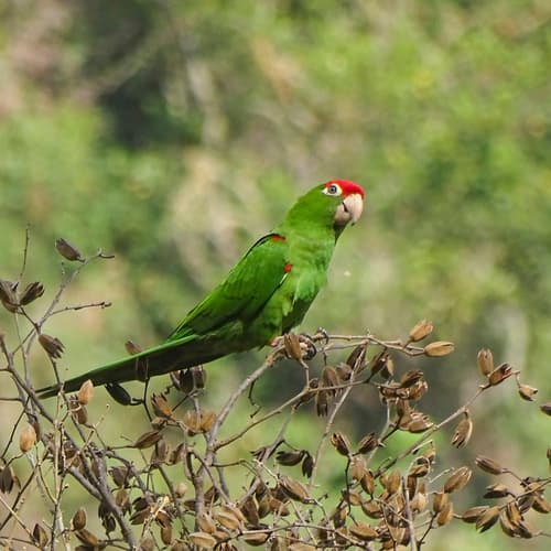Cordilleran Parakeet