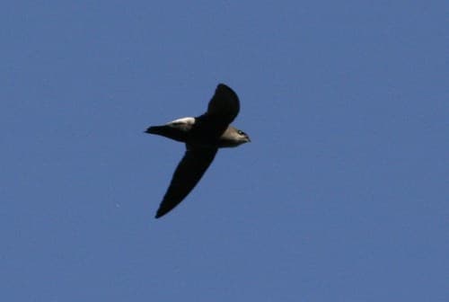 Costa Rican Swift