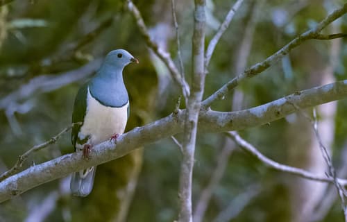 Cream-breasted Fruit Dove