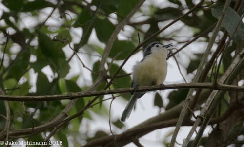 Creamy-bellied Gnatcatcher