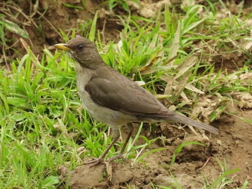 Creamy-bellied Thrush