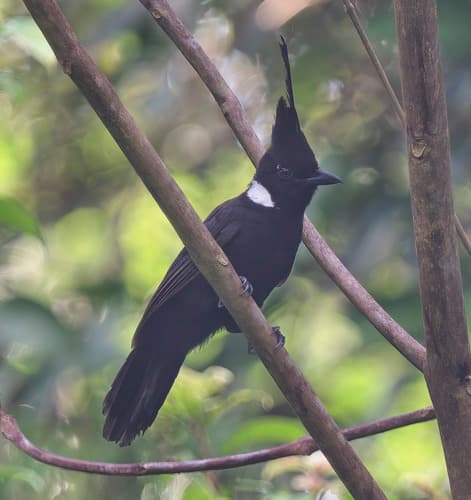 Crested Jayshrike