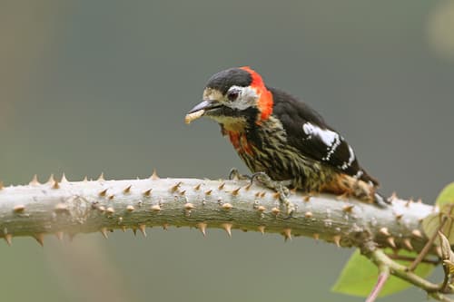 Crimson-breasted Woodpecker