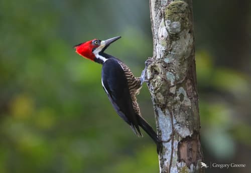 Crimson-crested Woodpecker