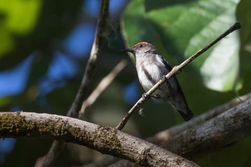 Crimson-crowned Flowerpecker