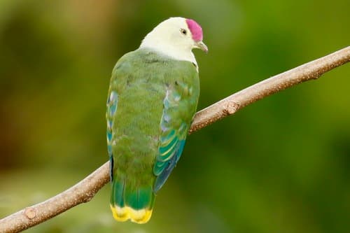 Crimson-crowned Fruit Dove