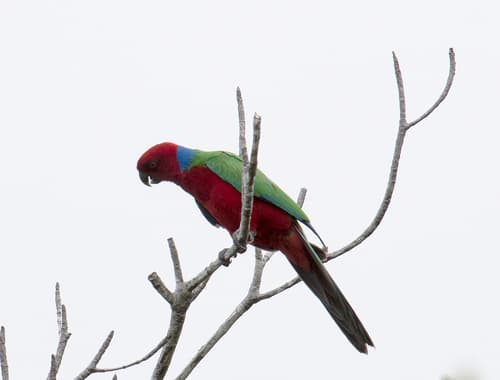 Crimson Shining-Parrot