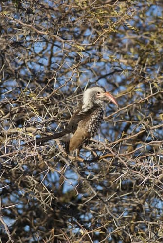 Damara Red-billed Hornbill