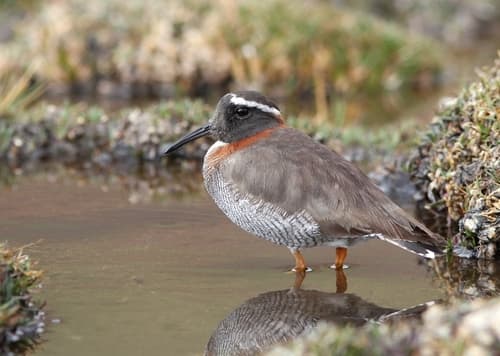 Diademed Sandpiper-Plover