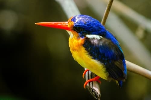 Dimorphic Dwarf Kingfisher