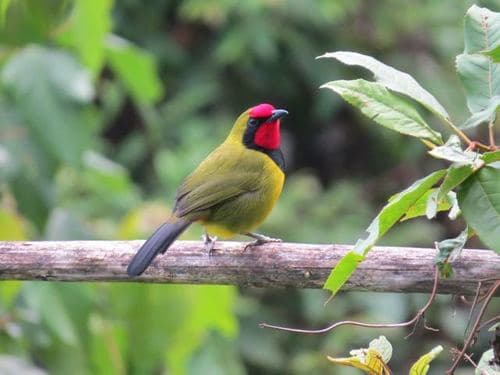 Doherty's Bushshrike