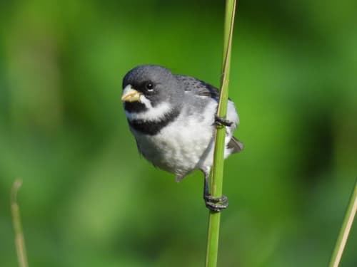Double-collared Seedeater