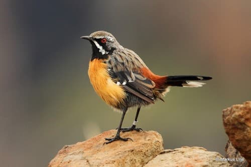 Drakensberg Rockjumper