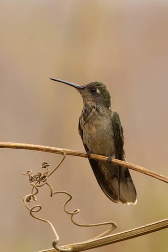 Dry-forest Sabrewing