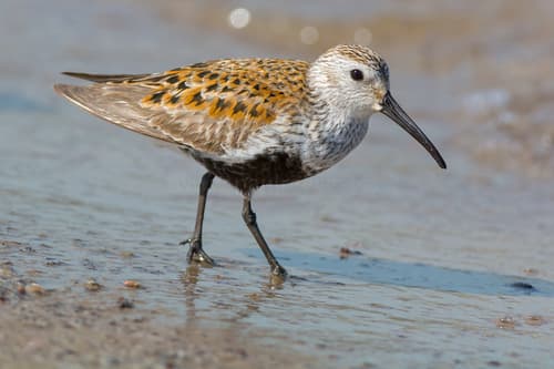 Dunlin