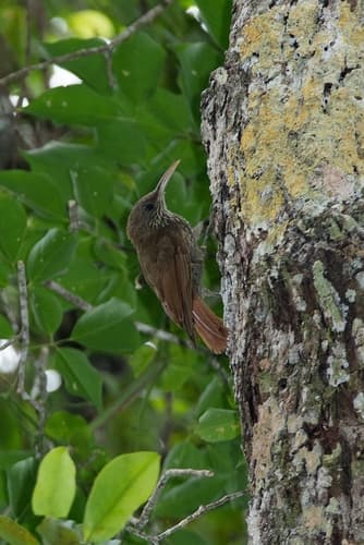 Dusky-capped Woodcreeper
