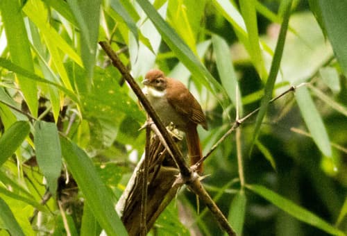 Dusky-cheeked Foliage-gleaner
