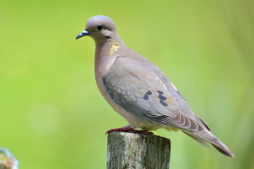 Eared Dove
