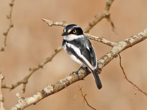 Eastern Black-headed Batis