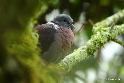Eastern Bronze-naped Pigeon