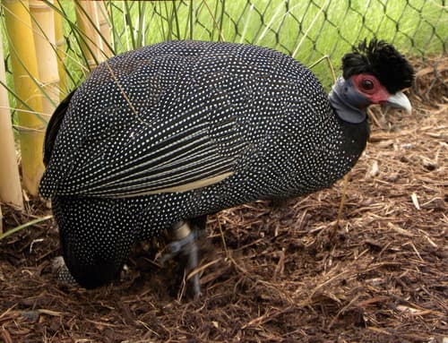 Eastern Crested Guineafowl