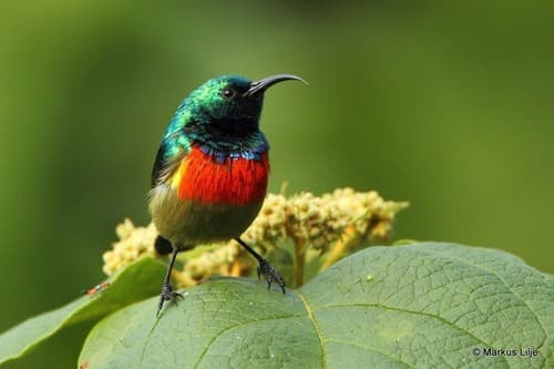 Eastern Double-collared Sunbird
