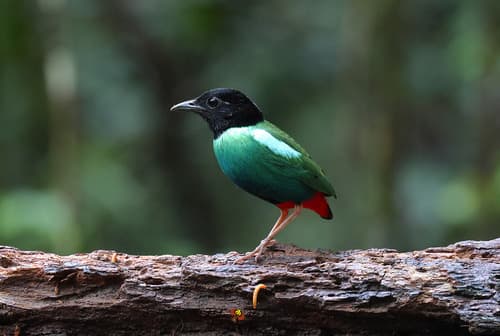 Eastern Hooded Pitta