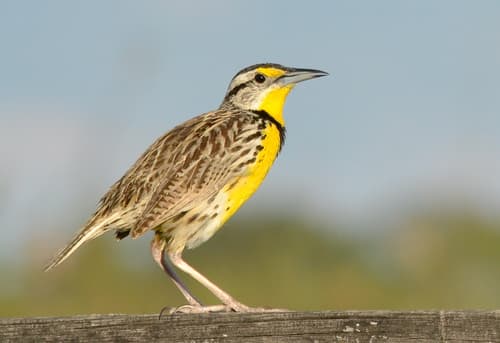 Eastern Meadowlark
