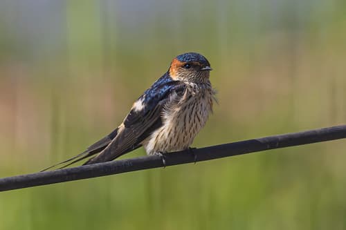 Eastern Red-rumped Swallow