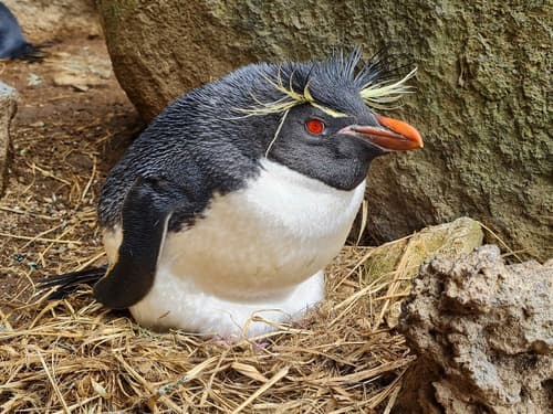 Eastern Rockhopper Penguin