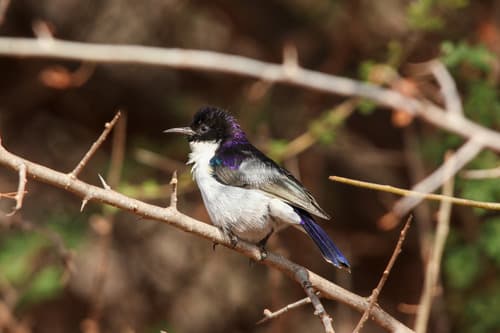 Eastern Violet-backed Sunbird
