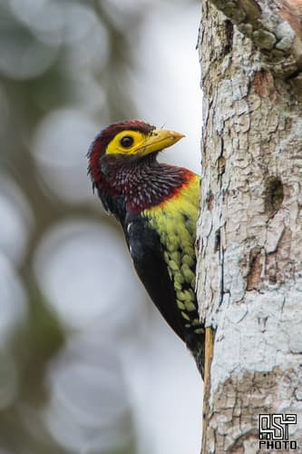 Eastern Yellow-billed Barbet