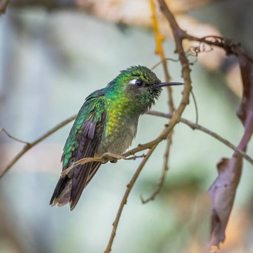 Emerald-chinned Hummingbird